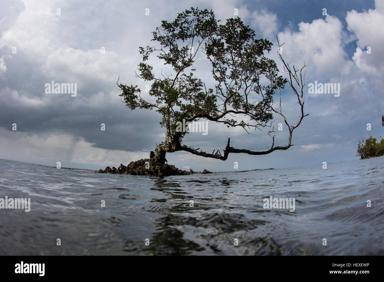 Un piccolo albero è cresciuto su un affioramento di calcare in Marovo Lagoon, nelle Isole Salomone. Foto Stock