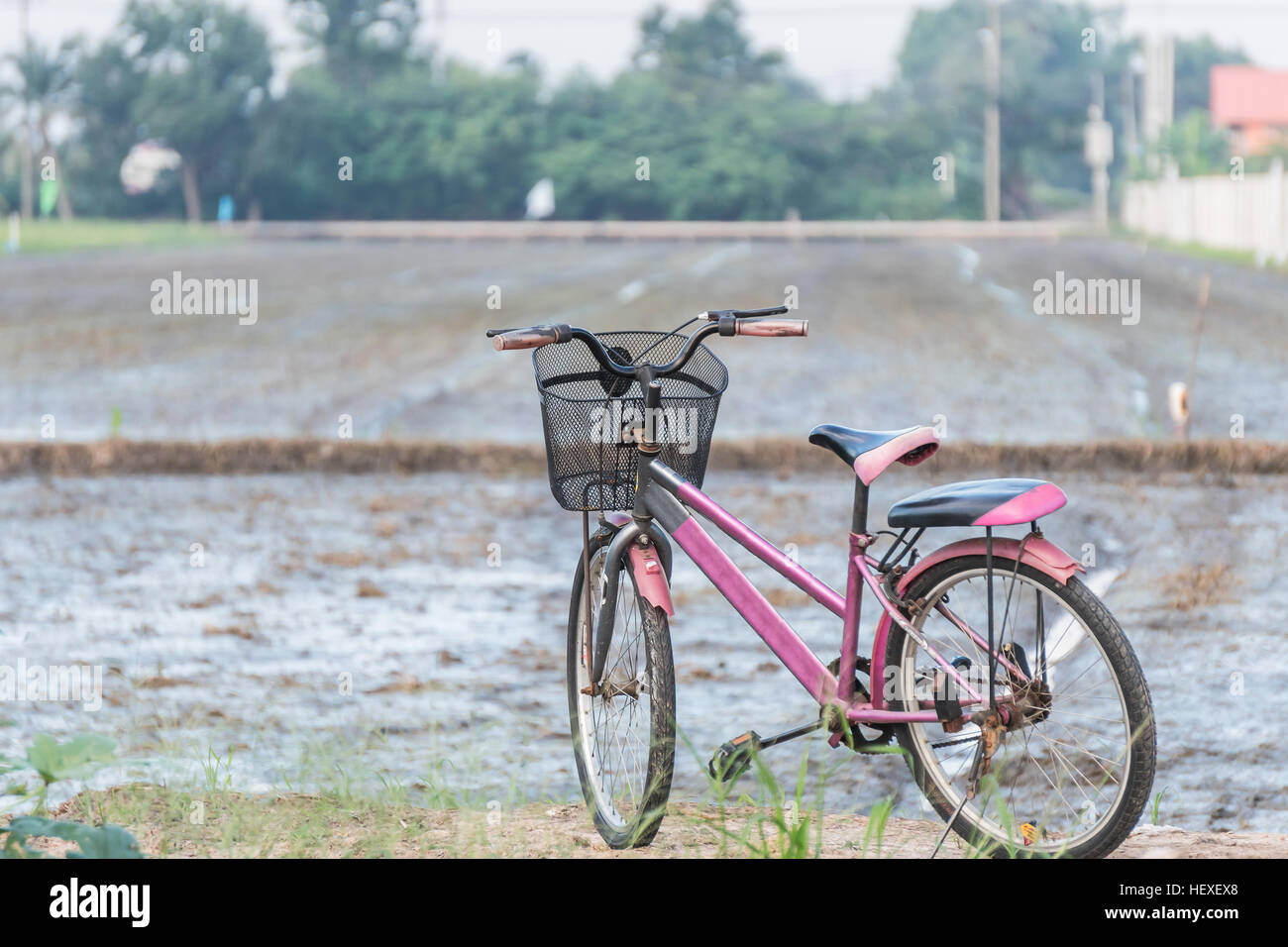 Vecchia bicicletta in risaie. Foto Stock