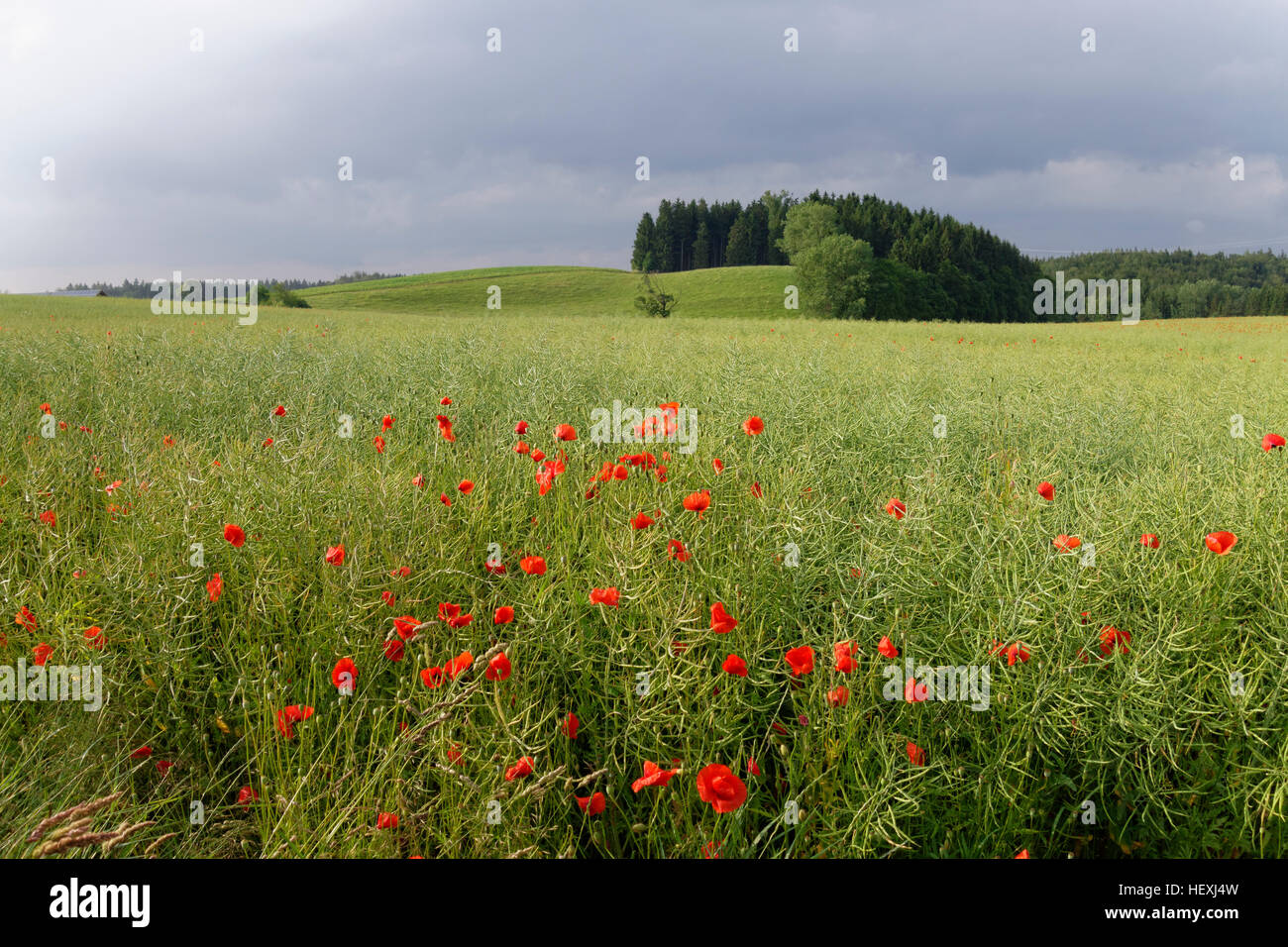 Germania, campo di papavero Foto Stock
