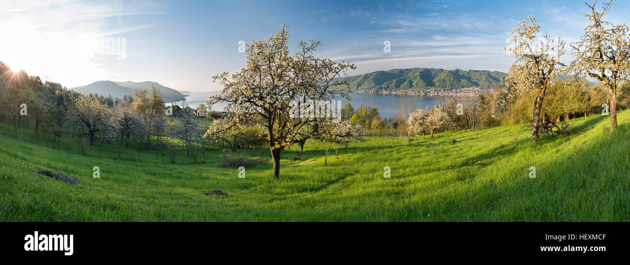 Germania, Bodman, Lago di Costanza, prato con alberi di fioritura nella luce del mattino Foto Stock