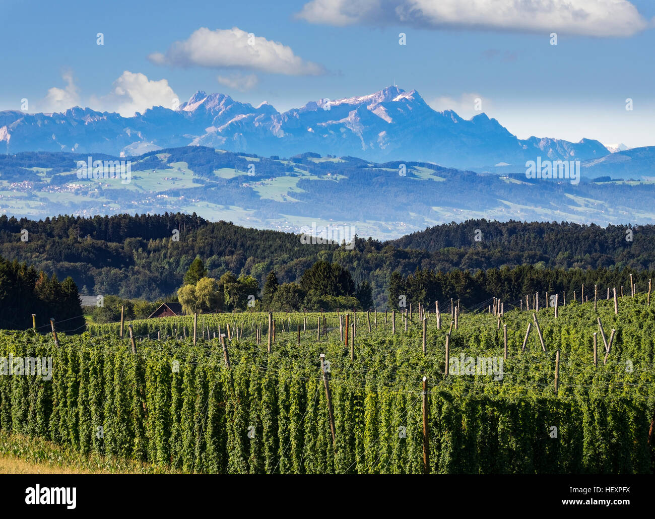 Germania Baden-Wuerttemberg, Tettnang, campo di luppolo con le montagne sullo sfondo Foto Stock