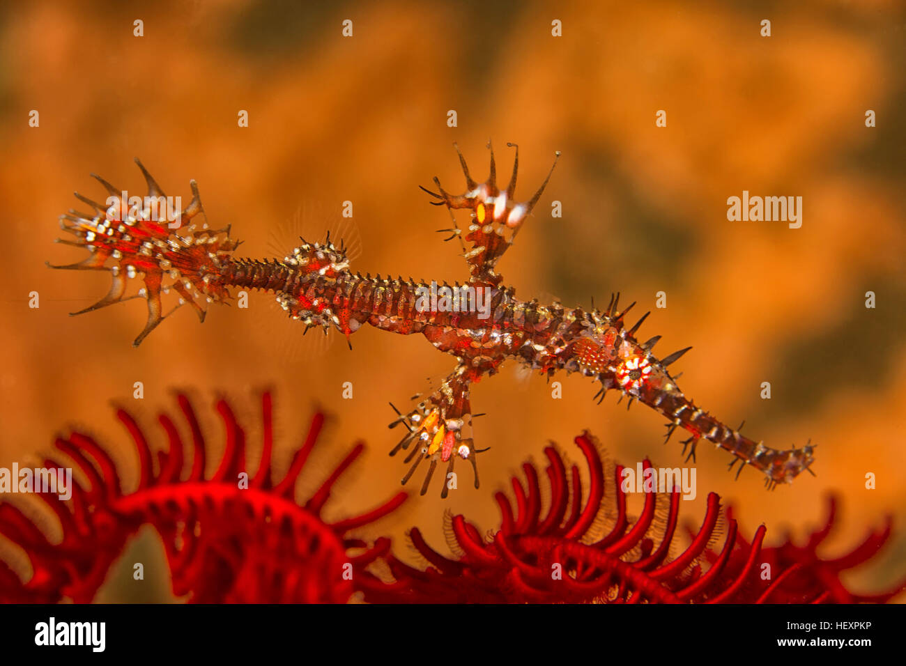 Bali, ornate ghost pipefish Foto Stock