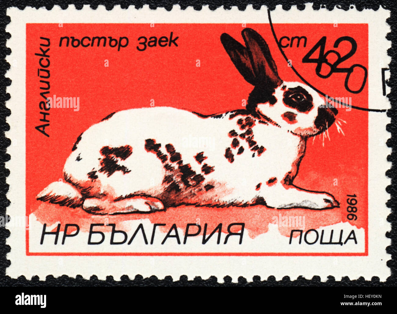 Un francobollo stampato in Bulgaria mostra inglese macchiato il coniglio, "razze di conigli ' serie, 1986 Foto Stock