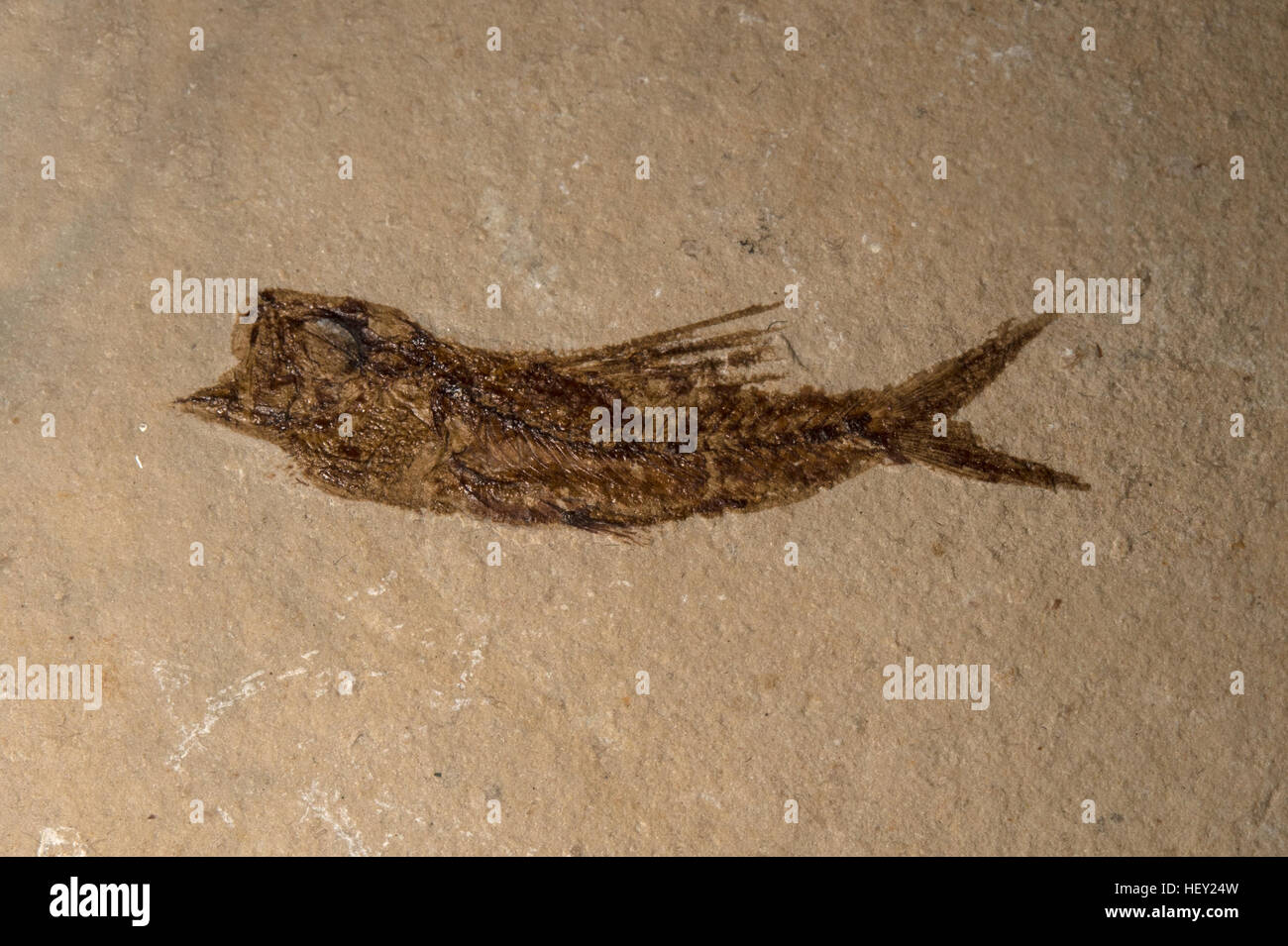 Pesci fossili, Clupeidae Famiglia, periodo Cretacic, Libano Foto Stock