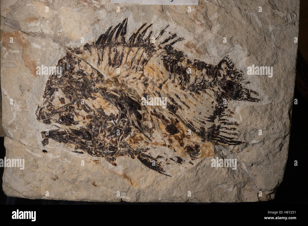 Fossili di pesci ossei, Plesioberyx sp., Cenomanian inferiore Foto Stock