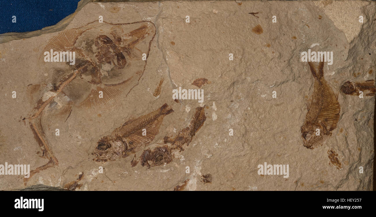 Pesci fossili, Rhinobatos whitfieldi; Diplomystus poweri, Cenomanian strati, Cretaceus, Libano Foto Stock