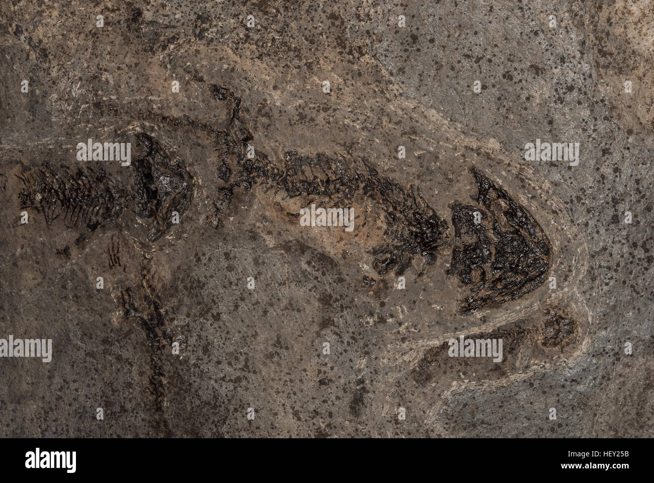 Stelo fossile-tetrapod, Discosauriscus pulcherrimus, Discosauriscidae, Cenomanian strati, periodo Permiano, Boskovice solco. Rupublic ceca, Europa Foto Stock