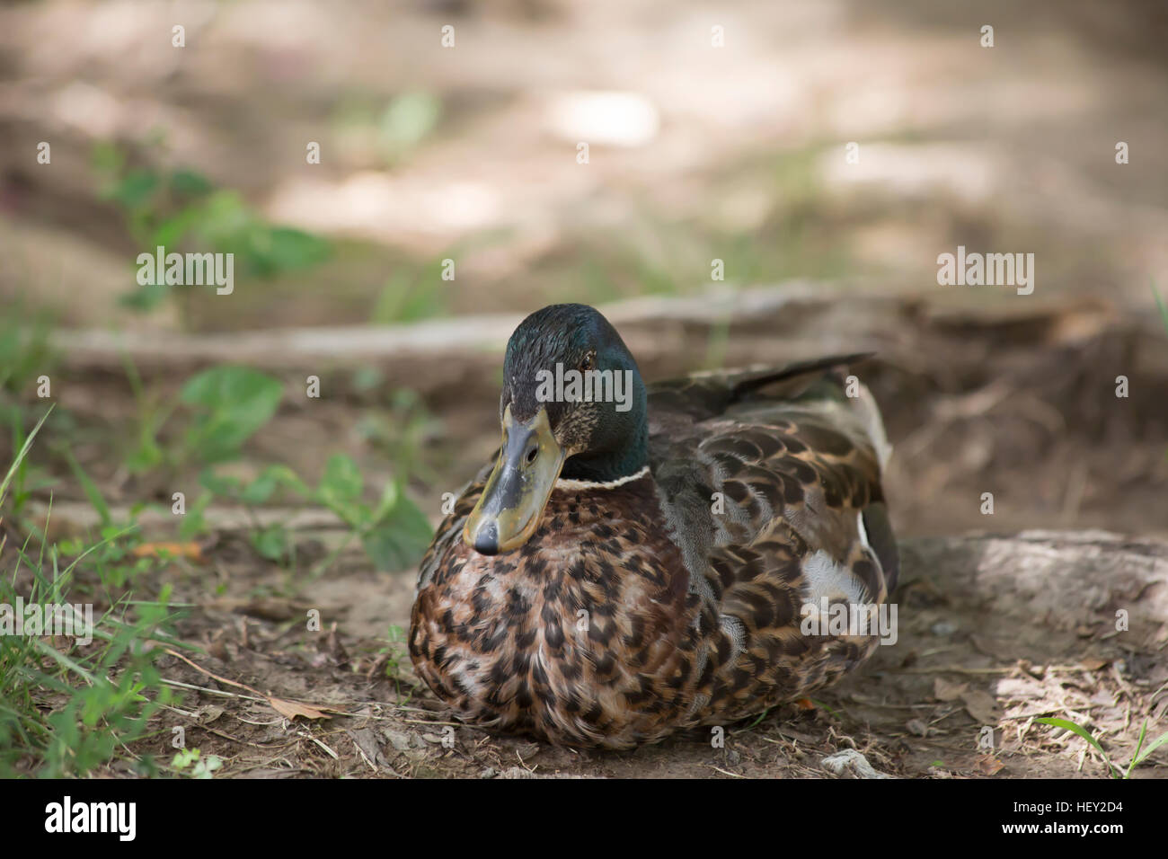 Nonbreeding drake (Anas platyrhynchos) Foto Stock