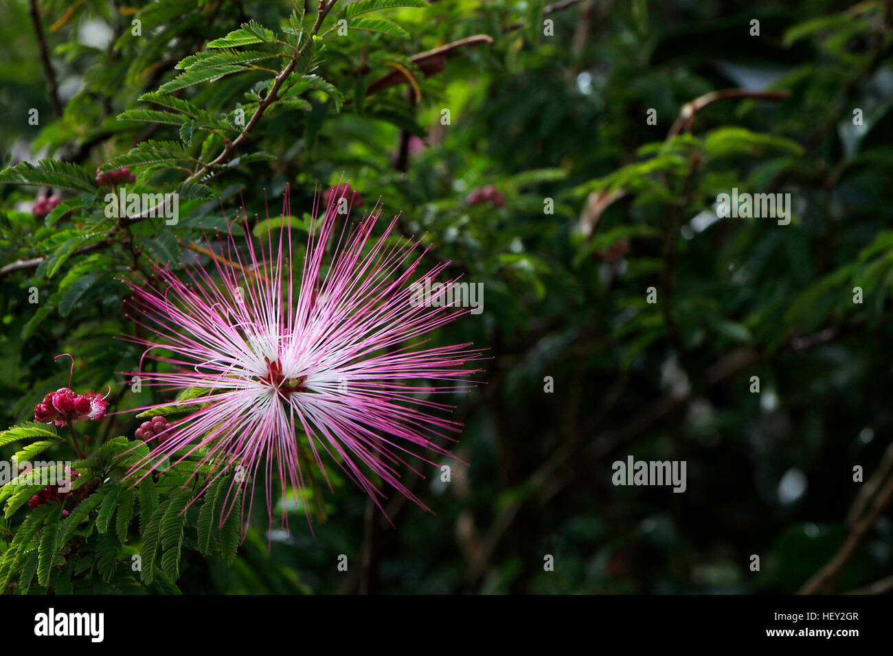 Pungenti petali di fiori viola Foto Stock