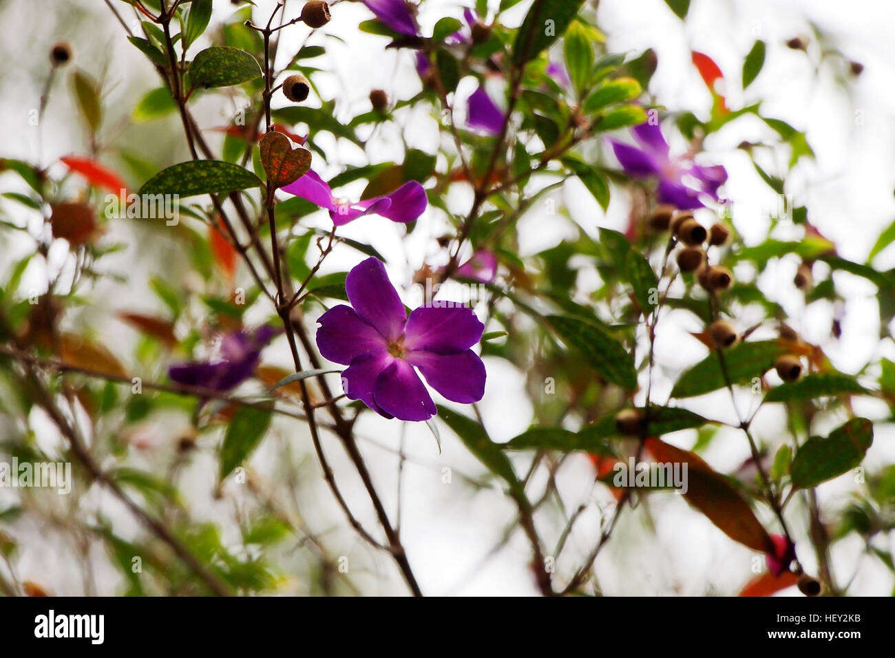 Fiori viola con uno sfondo bianco Foto Stock