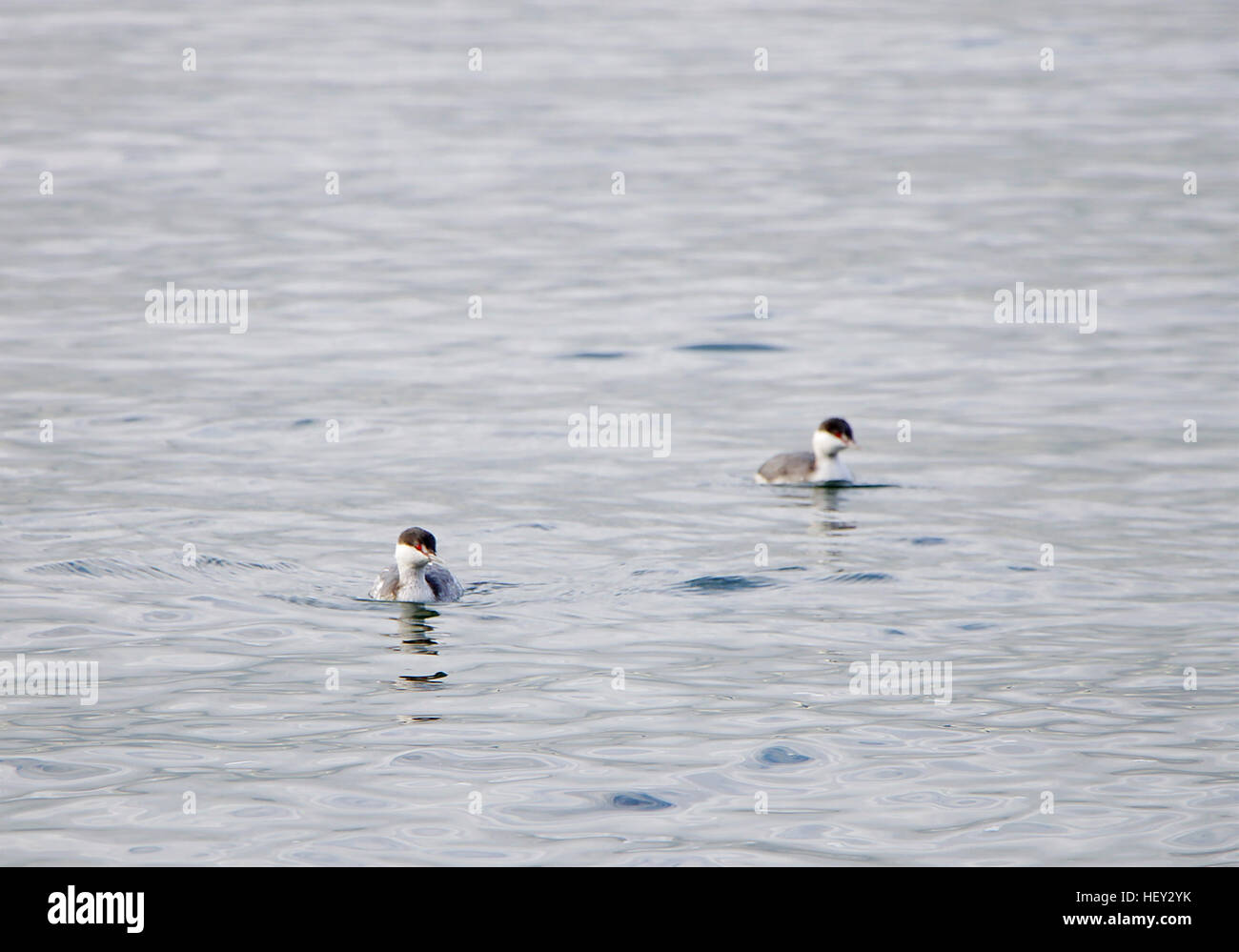 Coppia di anatre di Puget Sound. Foto Stock