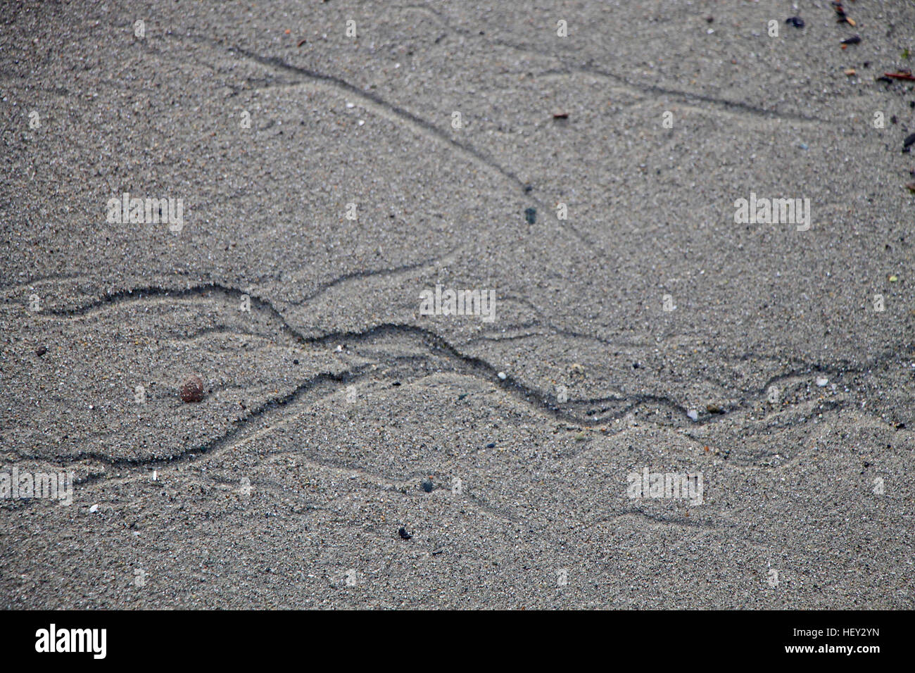 Rivolo impronte nella sabbia nel Puget Sound. Foto Stock