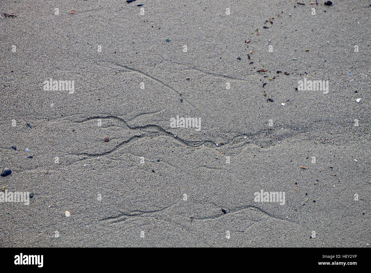 Rivolo impronte nella sabbia nel Puget Sound. Foto Stock