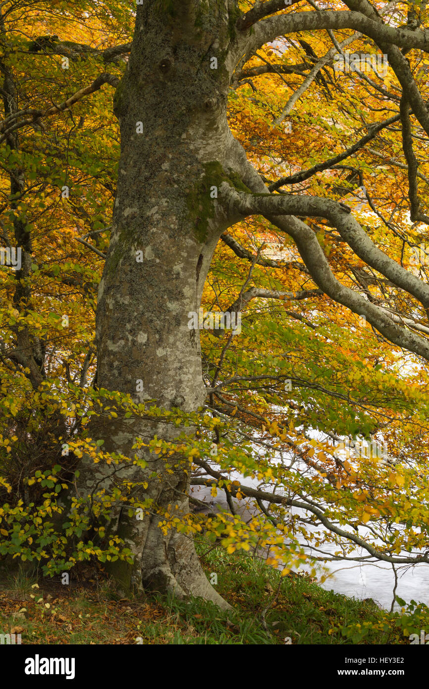 Un comune faggio Fagus sylvatica, visualizza bellissimi colori autunnali. Foto Stock