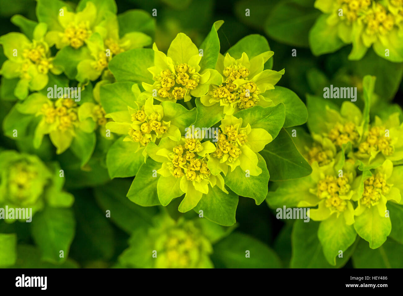 Cuscino, Euforbia Euphorbia epithymoides syn. polychroma, in fiore Foto Stock