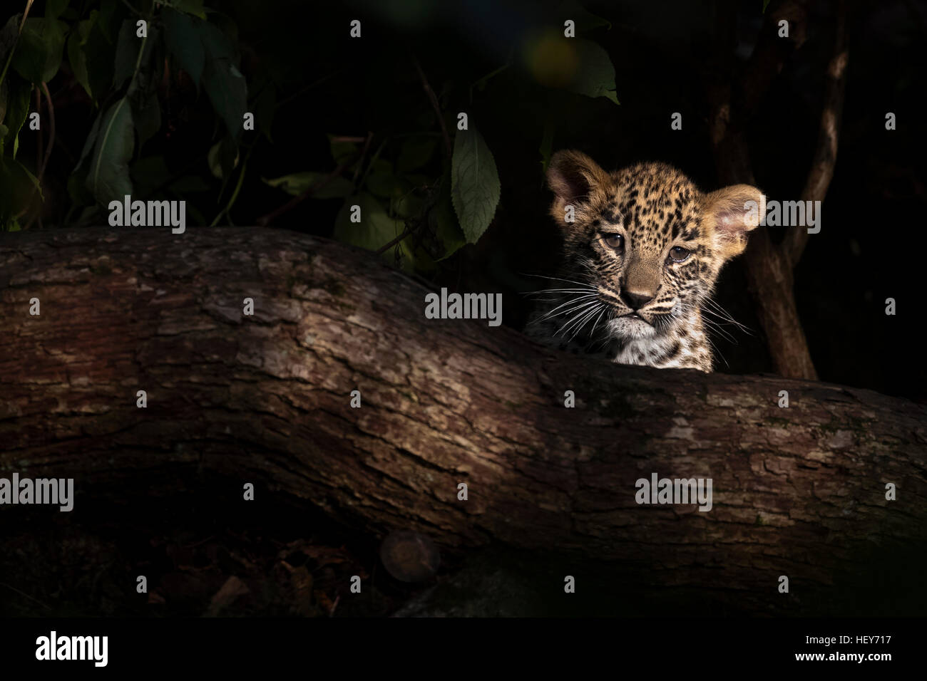 Dodici settimane di Persiano antico leopard cub nel tardo pomeriggio la luce del sole Foto Stock