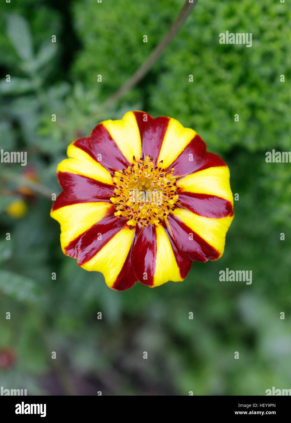 Close up di un rosso e giallo listati fiore. Foto Stock