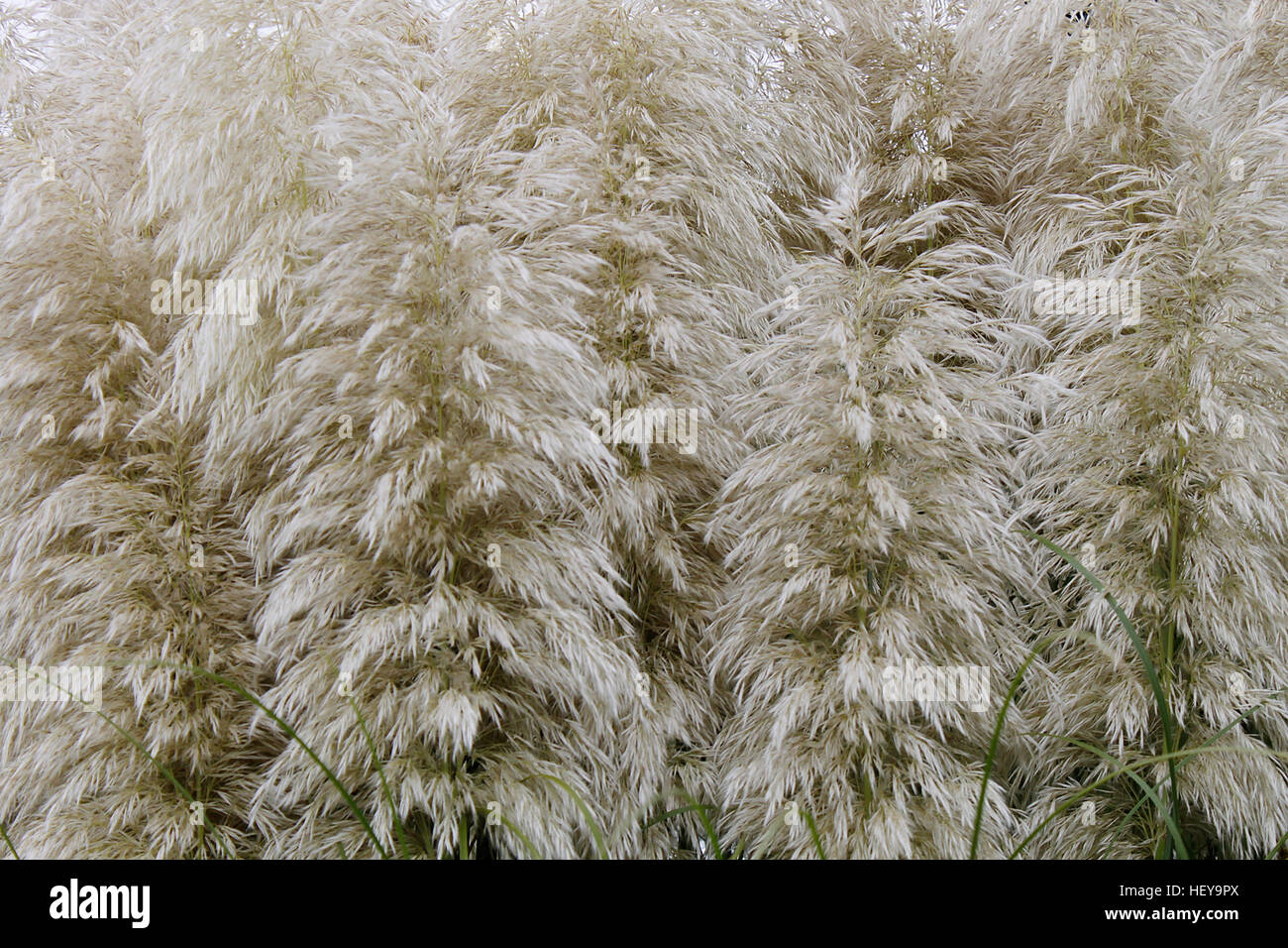 Cat tails close up. Foto Stock