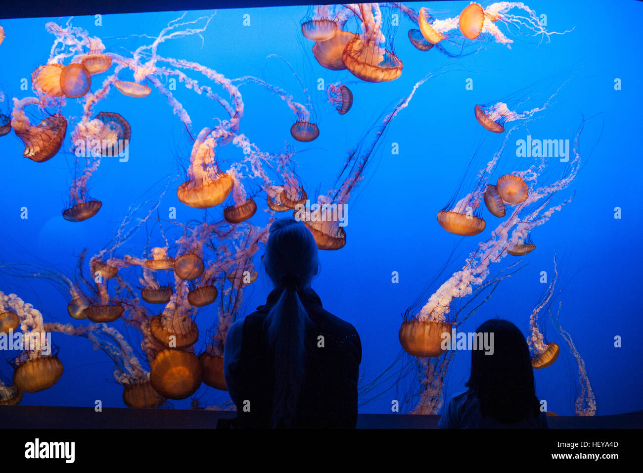 A Monterey Bay Aquarium,California,U.S.A.,Stati Uniti d'America, Foto Stock