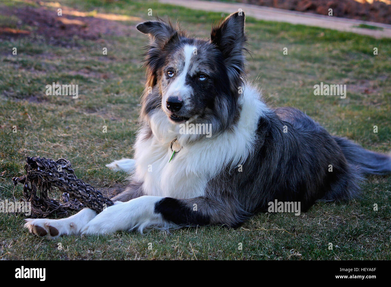 Australiano Koolie x Border collie Dog, con tipico viso mezzo nero e eterocromatia settoriale (occhi colorati misti) Foto Stock