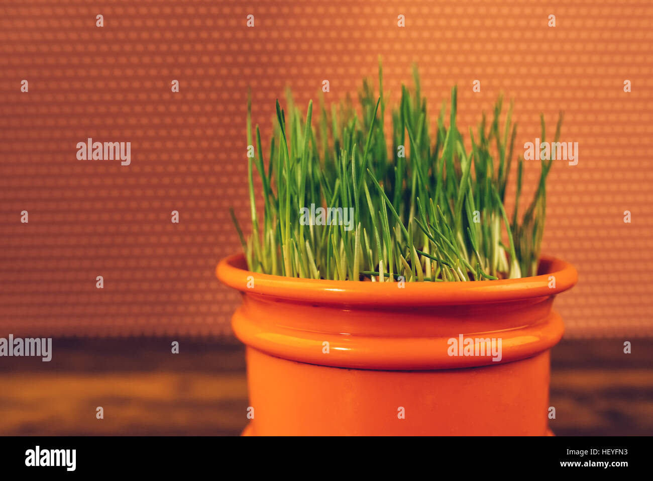 Fresco verde erba di frumento in crescita in contenitore di plastica, il fuoco selettivo Foto Stock