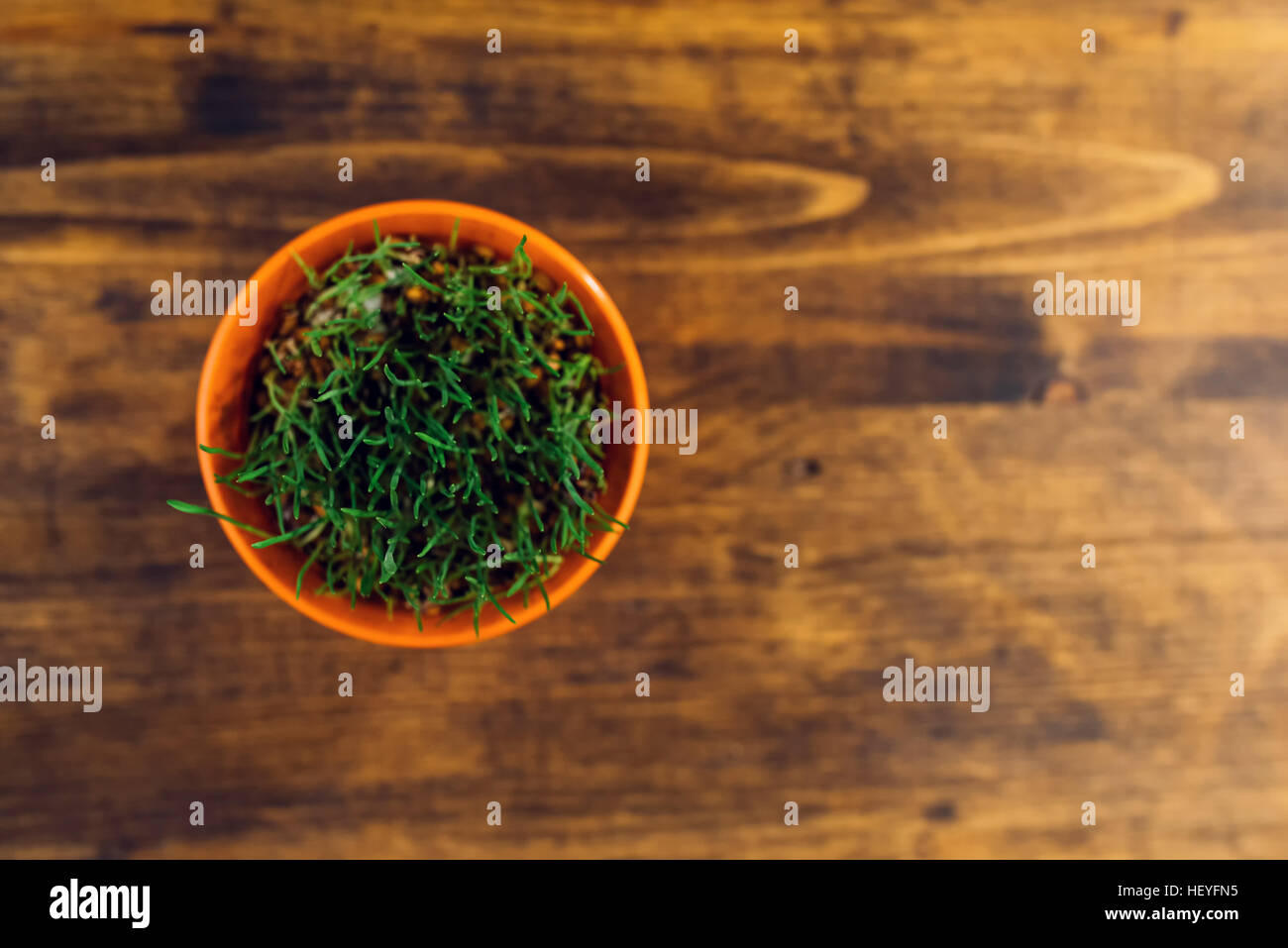 Fresco verde erba di frumento in crescita in contenitore di plastica, il fuoco selettivo Foto Stock
