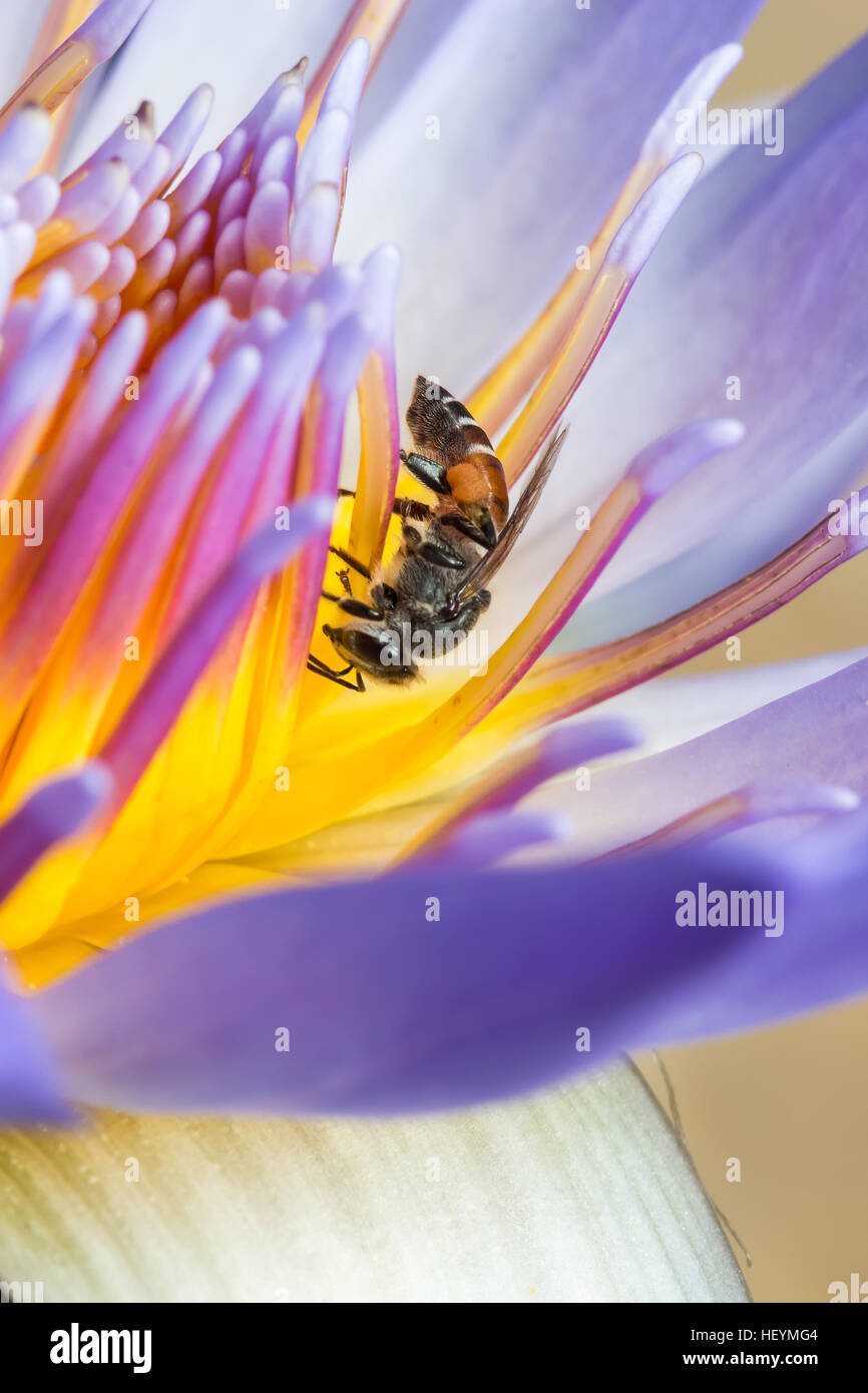 Bee Mangiare mangiare sciroppo nella Lotus Foto Stock