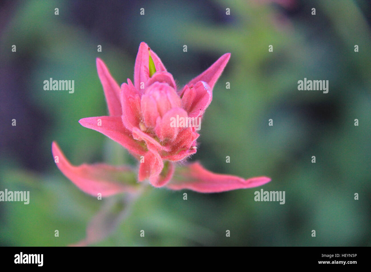 Close up Castilleja rhexiifolia - Rosy pennello Foto Stock