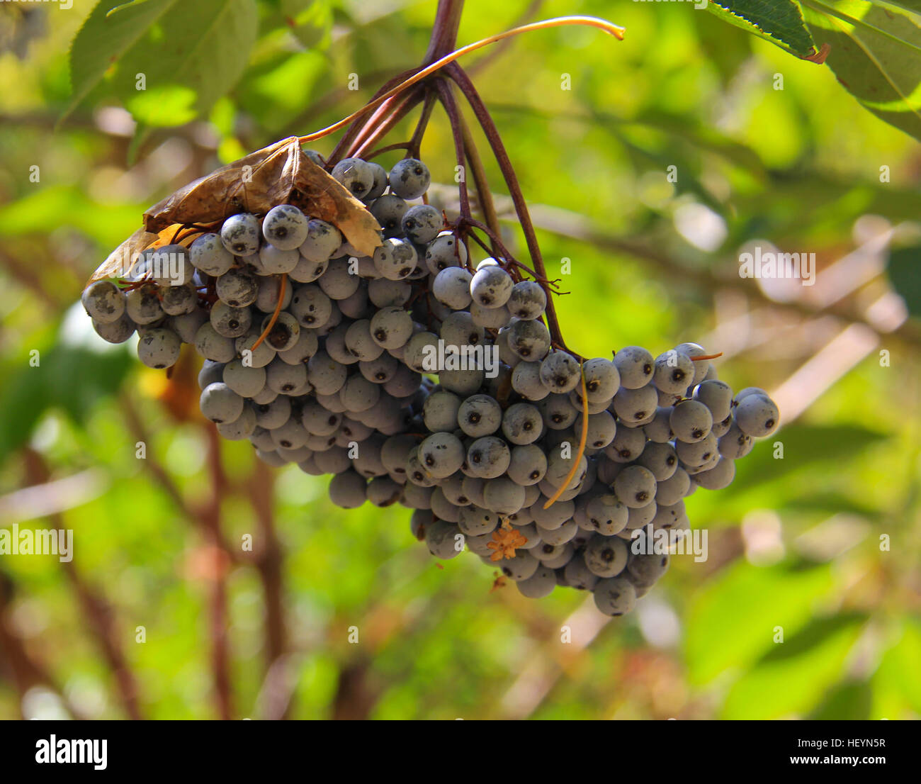 Close up cluster di blu sambuchi, Sambucus cerulea Foto Stock