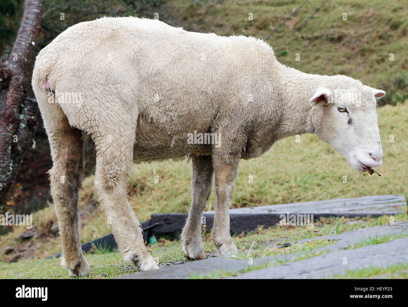 Pecore. Foto Stock