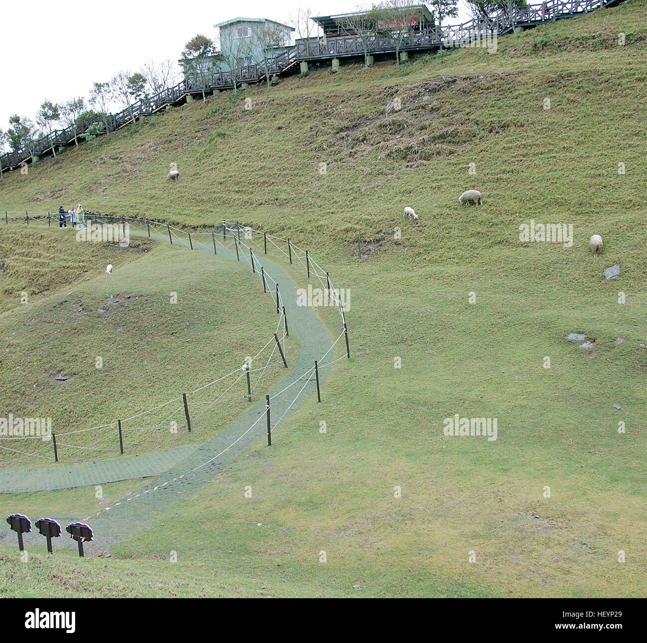 Percorso sul pendio di una collina con le pecore. Foto Stock