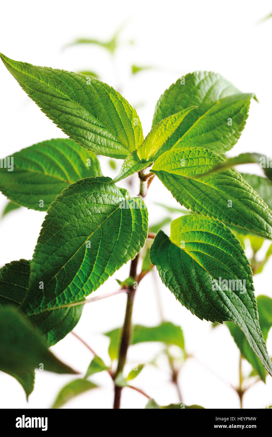 Ananas Salvia ( Salvia rutilans ) Foto Stock