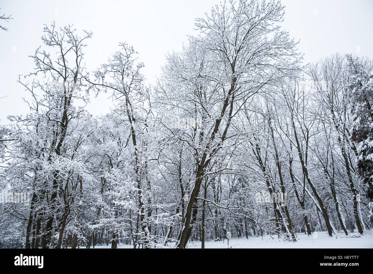 Széphalom, Ungheria. Il 22 dicembre, 2016. Neve in motivi di lingua ungherese museum di Széphalom in Ungheria settentrionale. Foto Stock