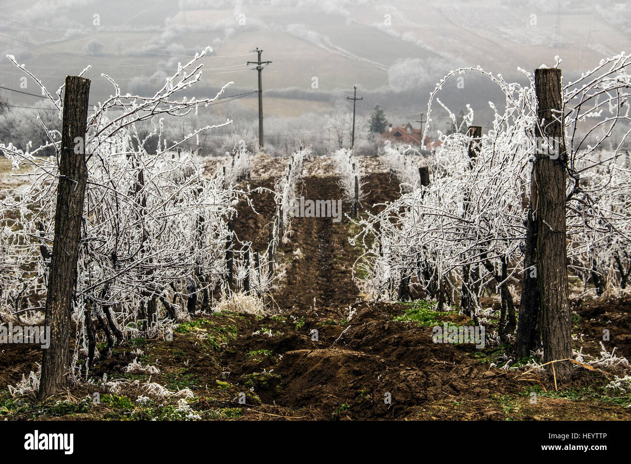 Serbia - congelati vigneto coperto di brina Foto Stock