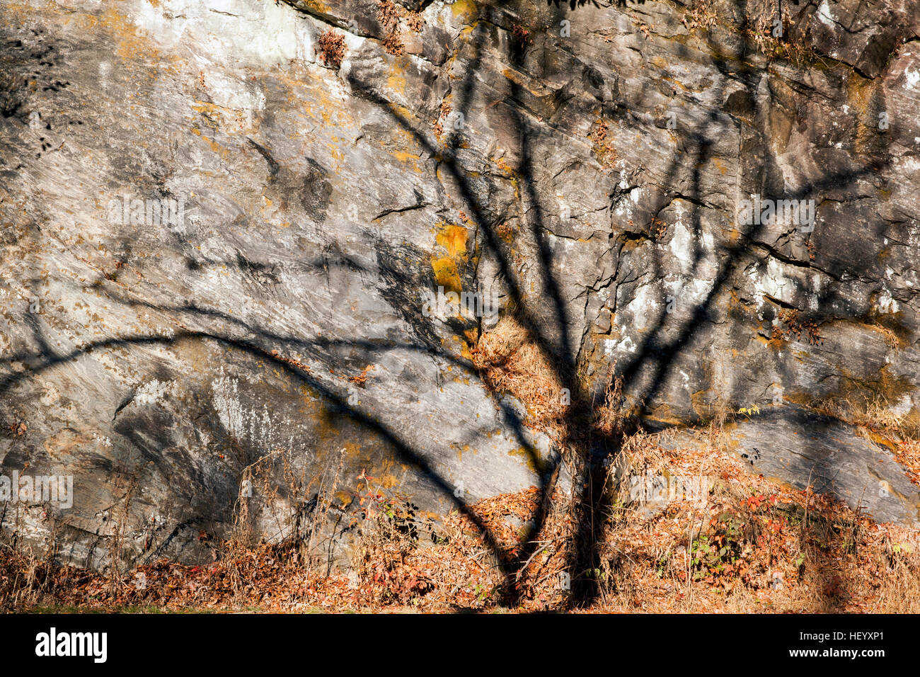 Tree ombra sulla parete di roccia - Pisgah National Forest - Brevard, North Carolina, STATI UNITI D'AMERICA Foto Stock