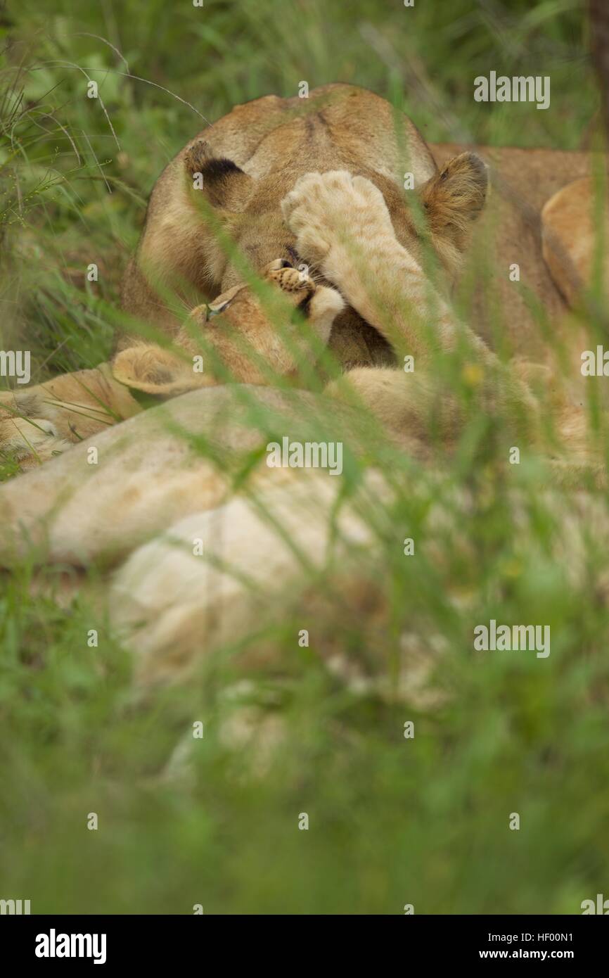 Parco nazionale di Kruger leonessa natura lion safari wildlife erba verde animale selvatico Foto Stock