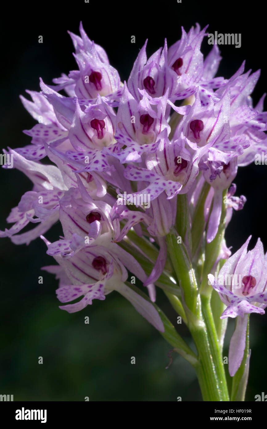 Orchide omiciattolo (Orchis simia), Veneto, Italia Foto Stock