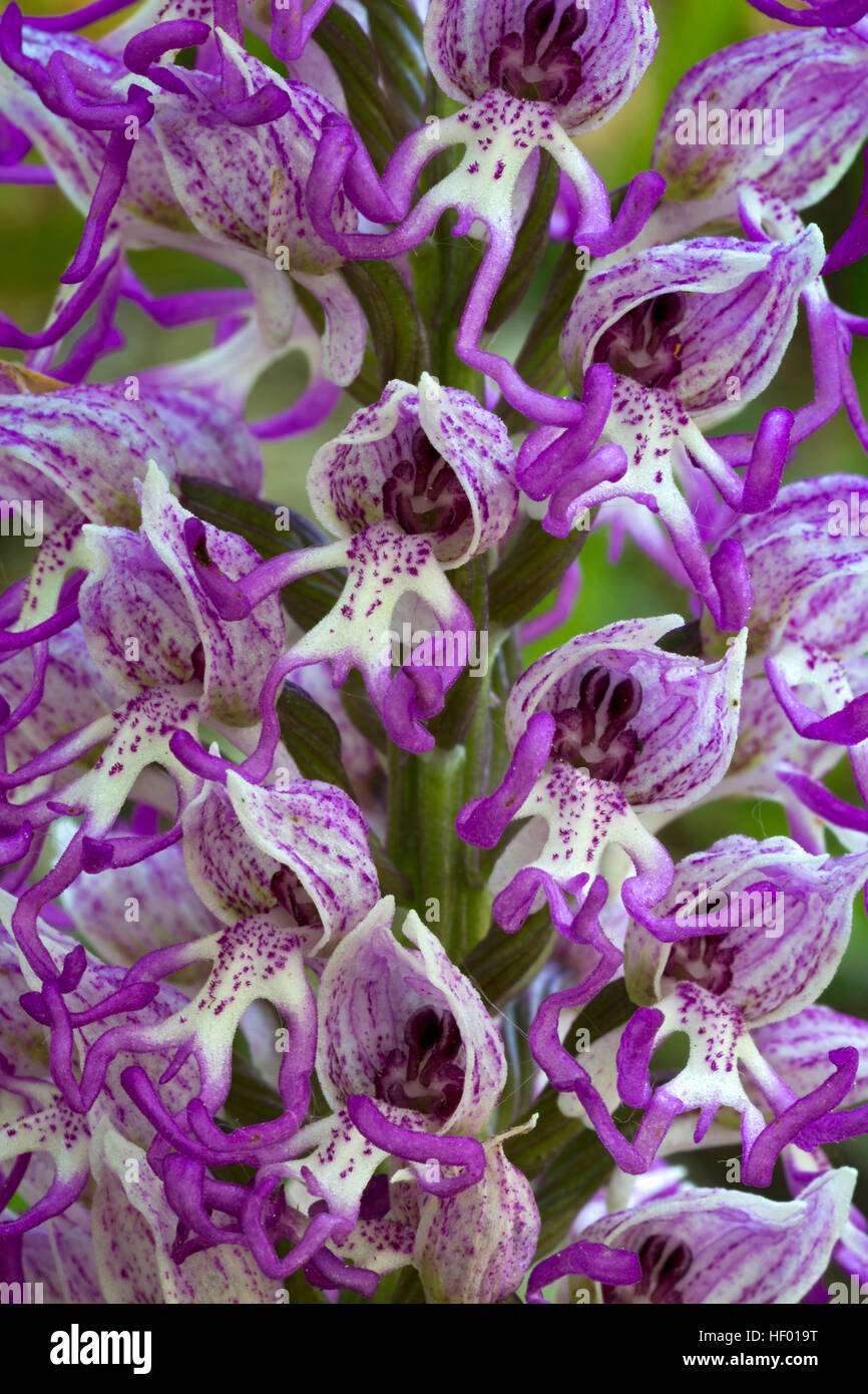 Orchide omiciattolo (Orchis simia), Veneto, Italia Foto Stock