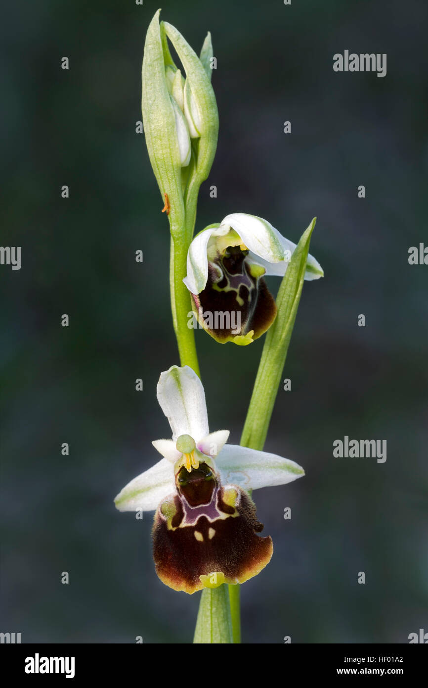 Fine di spider-ORCHIDEA (Ophrys fuciflora), Veneto, Italia Foto Stock