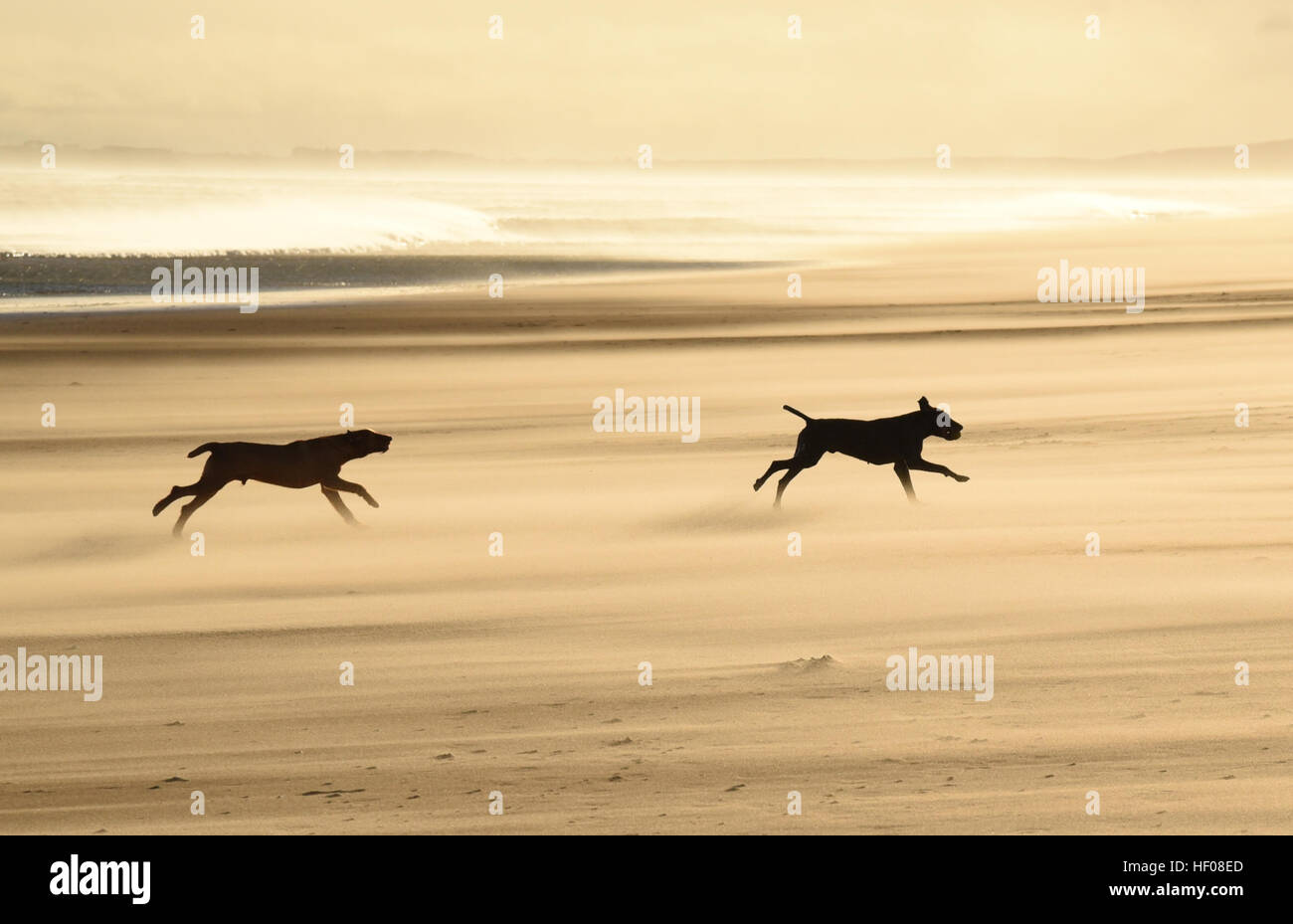 Cani retroilluminato in esecuzione sulla spiaggia sabbiosa, Dornoch, Sutherland, Scotland Regno Unito Foto Stock
