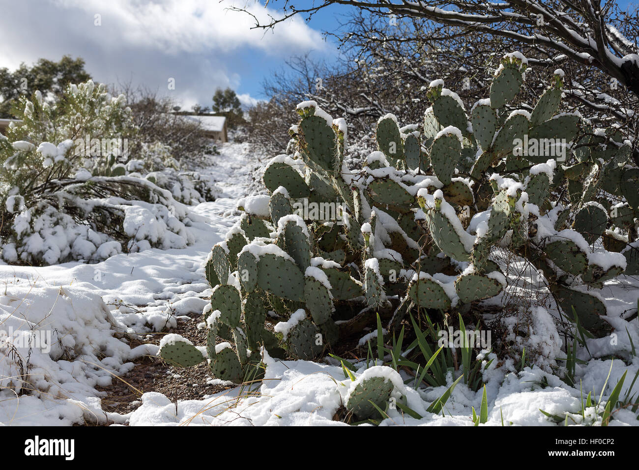 Cactus Prickly Par coperto di neve nel deserto vicino Oracle, Arizona Foto Stock