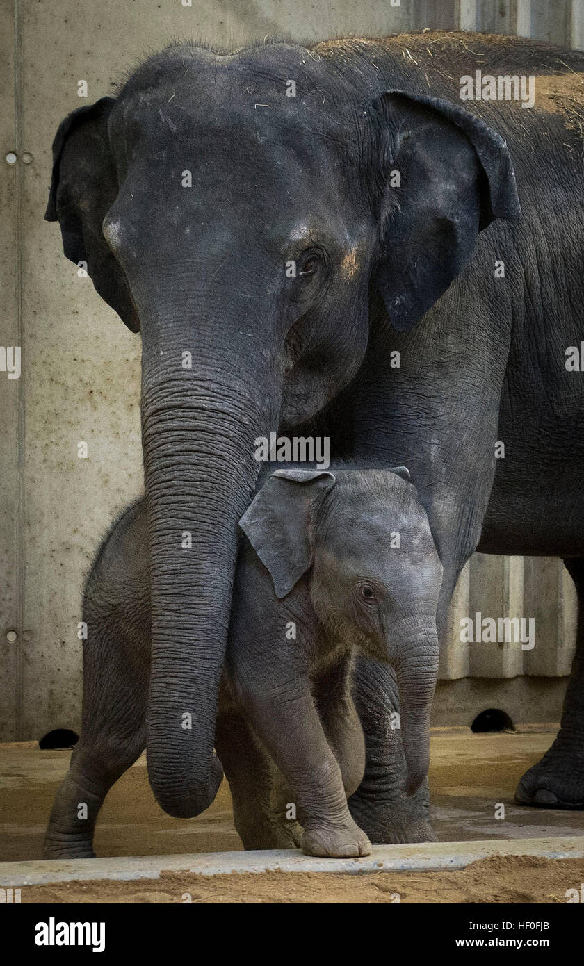 Praga, Repubblica Ceca. 27 Dic, 2016. Battesimo del vitello di elefante che era nato a inizio ottobre, Valle di elefante padiglione nel giardino zoologico di Praga, Repubblica Ceca, Martedì, Dicembre 27, 2016. Nella foto con sua madre Tamara. © Katerina Sulova/CTK foto/Alamy Live News Foto Stock