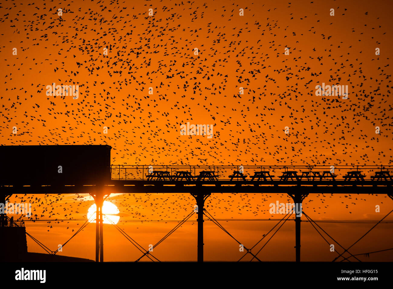 Aberystwyth Wales UK, martedì 27 dicembre 2016 UK meteo: Come il sole tramonta drammaticamente alla fine di un chiaro e freddo giorno di dicembre, decine di migliaia di storni eseguire murmurations drammatica su Aberystwyth prima di scendere verso la folla insieme e posatoio in condizioni di sicurezza per la notte della ghisa gambe al di sotto della città balneare di Victorian pier sebbene apparentemente abbondante in Aberystwyth, gli uccelli sono in RSPB's 'red' elenco delle specie a rischio, con i loro numeri in tutto il Regno Unito con un calo di oltre il 60% dall'anni settanta foto © Keith Morris / Alamy Live News Foto Stock