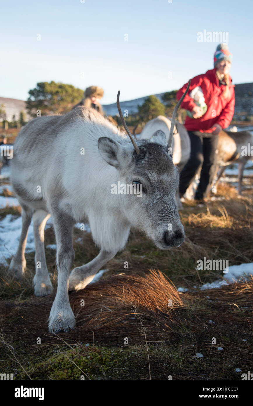 La renna essendo alimentato in inverno la neve al centro di renne a Aviemore, Cairngorms, Scozia. Foto Stock