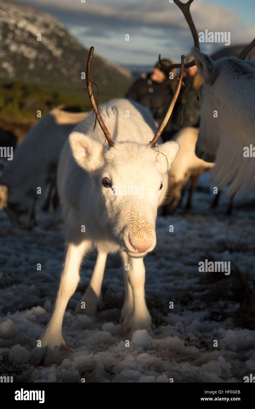 Sei mesi di vitello di renne nella neve al centro di renne a Aviemore, Cairngorms, Scozia. Foto Stock