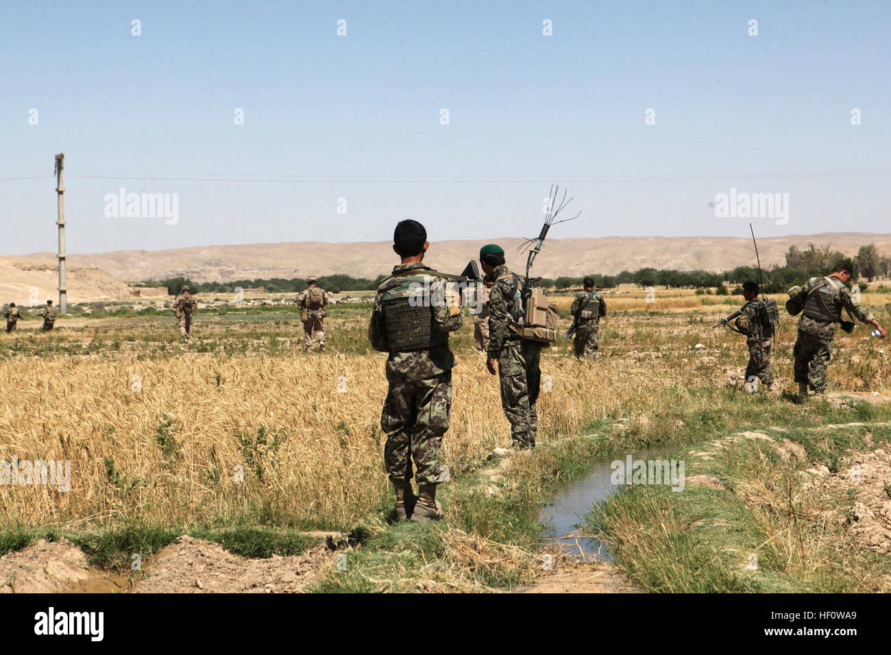 Esercito Nazionale Afghano soldati lungo con Marines cane da compagnia, 1° Battaglione, 7 Marines, Regimental Combat Team 6, a piedi attraverso terreni coltivati durante una partnership patrol, Giugno 6, 2012. Cane Co., conduce una partnership pattuglie e operazioni in uno sforzo per garantire l'ANA è in grado di assumere le responsabilità di sicurezza una volta che i Marines ritirare. Marines, omologhi afgano mettere pressione continua su insurrezione 120606-M-BZ222-006 Foto Stock