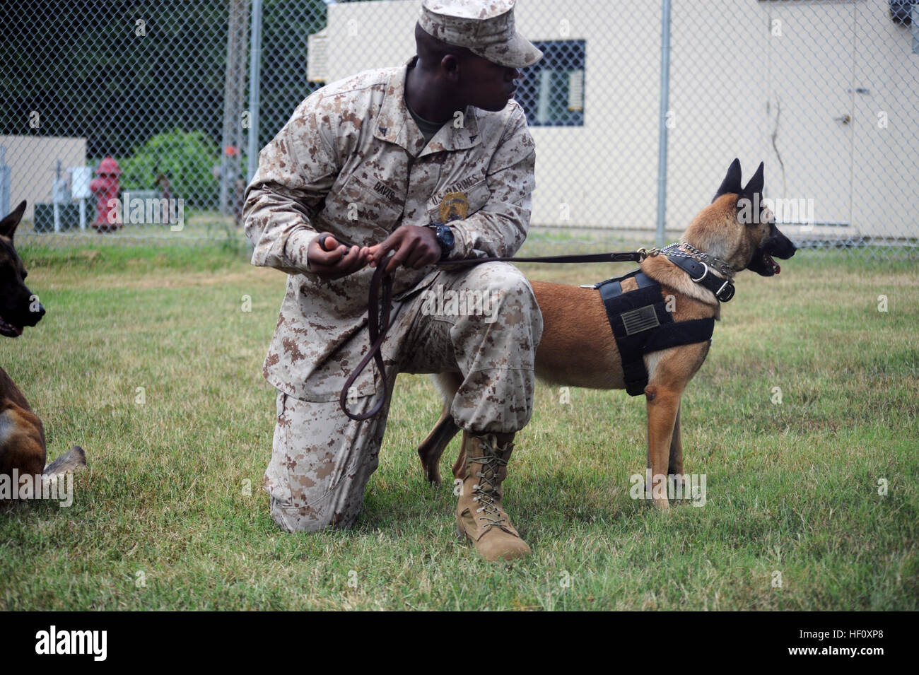 Lancia Cpl. Alton Davis, la polizia militare ufficiale e gestore del cane e Jessi, il suo cane da lavoro, guardare la loro area circostante al di fuori del lavoro allevamento cani al Marine Corps base Quantico il 30 luglio. Alton e Jessi ha risposto a una presunta minaccia di attentato dinamitardo a Rodney Thompson Middle School di Stafford, Va. su Ott. 11. Quantico cani di lavoro assistono in presunta minaccia di attentato dinamitardo 120730-M-HY785-002 Foto Stock