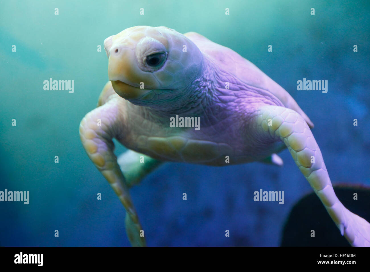 Nimbus, un bianco rara tartaruga caretta e una delle molte attrazioni presso il North Carolina Aquarium di Pine Knoll Shores, nuota attraverso il suo serbatoio 4 marzo. Nimbus, non una vera albino, ottiene il suo colore bianco da una deviazione di genetica che provoca un raro mancanza di pigmentazione normale. Nimbus è venuto all'acquario dopo essere stato salvato in un bosco di pini di Knoll Shores nido. NC Acquario mare porta a riva 130302-M-EG384-010 Foto Stock