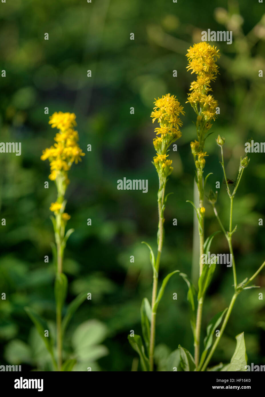 Rocky Mountain oro (Solidago multiradiata) su Colorado di Grand Mesa Foto Stock