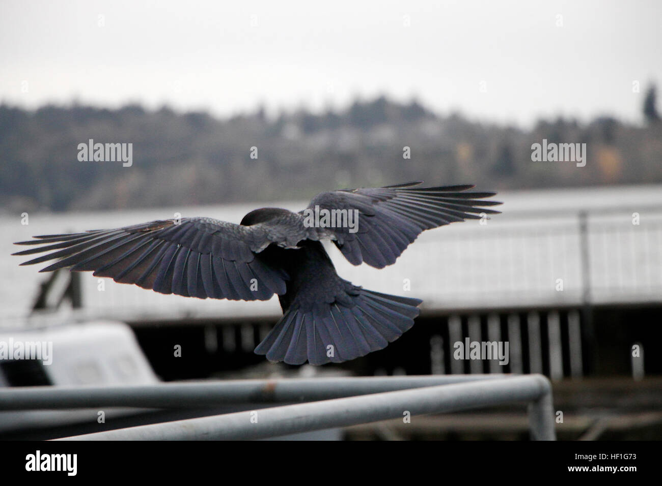 Retro di un teso corvo nero a metà del volo. Foto Stock